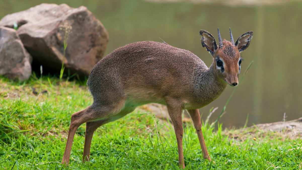 Dikdik