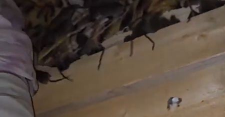 To kolejna plaga dla Rosjan. Ich okopy nawiedzają szczury