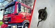 Niebezpieczny intruz pod parapetem. Mieszkańcy wpadli w panikę
