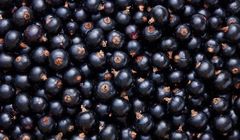 Czarna porzeczka w tym roku w cenie