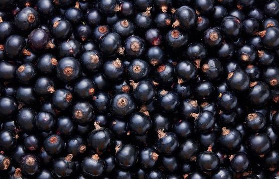 Czarna porzeczka w tym roku w cenie
