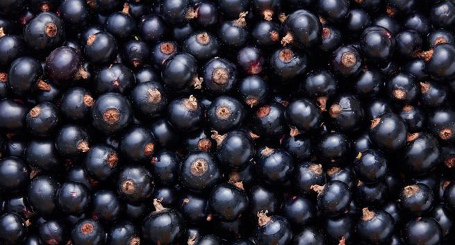 Czarna porzeczka w tym roku w cenie
