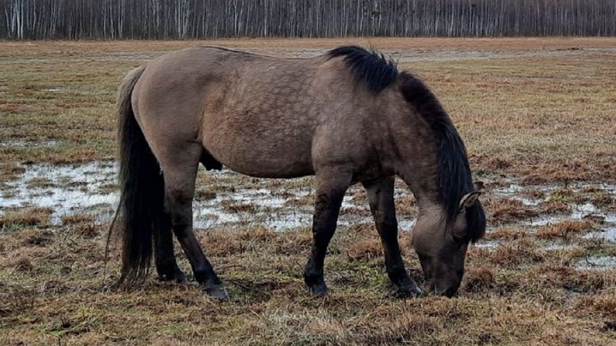 Biebrzański Park Narodowy sprzedaje koniki polskie.