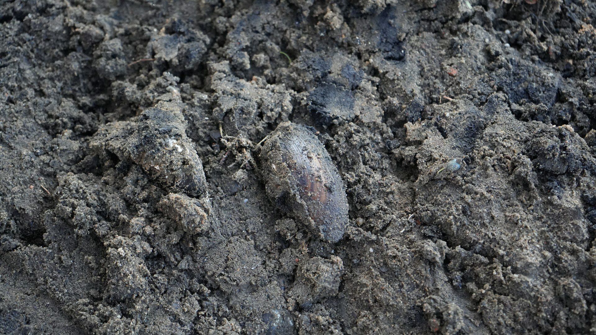 Na ratunek małżom Doliny Baryczy