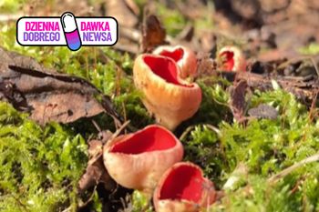 Zapowiadają rychłą wiosnę. Leśnicy pokazali nagranie