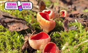 Zapowiadają rychłą wiosnę. Leśnicy pokazali nagranie