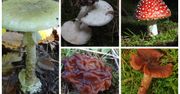 5 najbardziej trujących grzybów w Polsce. Koniecznie musisz je znać