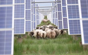 Tak to robią w Chinach. Panele solarne i owce zazieleniają pustynię