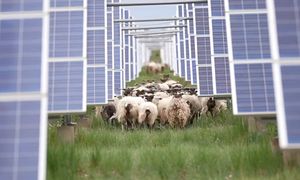 Tak to robią w Chinach. Panele solarne i owce zazieleniają pustynię