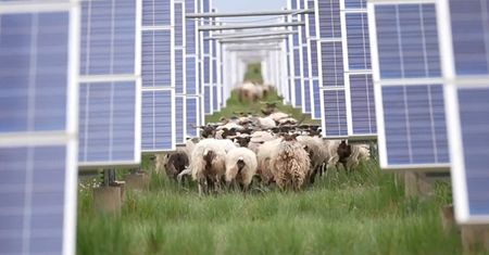 Tak to robią w Chinach. Panele solarne i owce zazieleniają pustynię