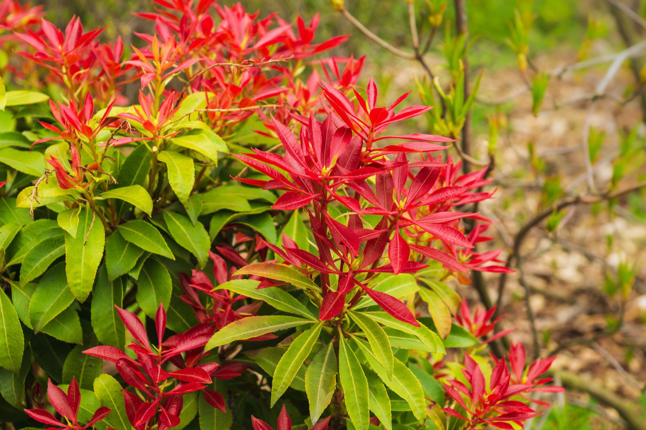 Pieris "Forest Flame"
