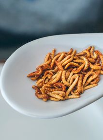 Dzieci w przedszkolu mogły spróbować jadalnych robaków. Co na to rodzice?