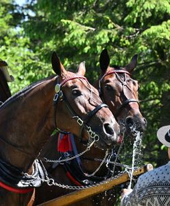 Obniżka cen biletów na Morskie Oko. Zamiast 300 zł zapłacą 37,50 zł