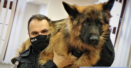 Wrocław. Z myślą o ukochanych czworonogach. Policjanci już wiedzą, jak udzielić pomocy rannym psom