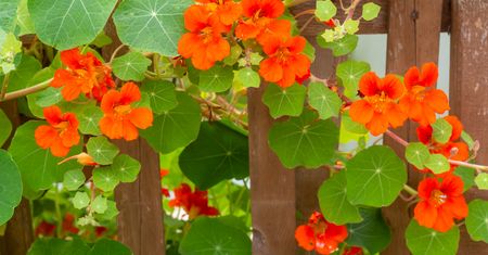Kup zamiast pelargonii. Latem nie pożałujesz