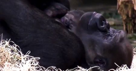 W berlińskim zoo czekali na to 16 lat. Niesamowite wieści