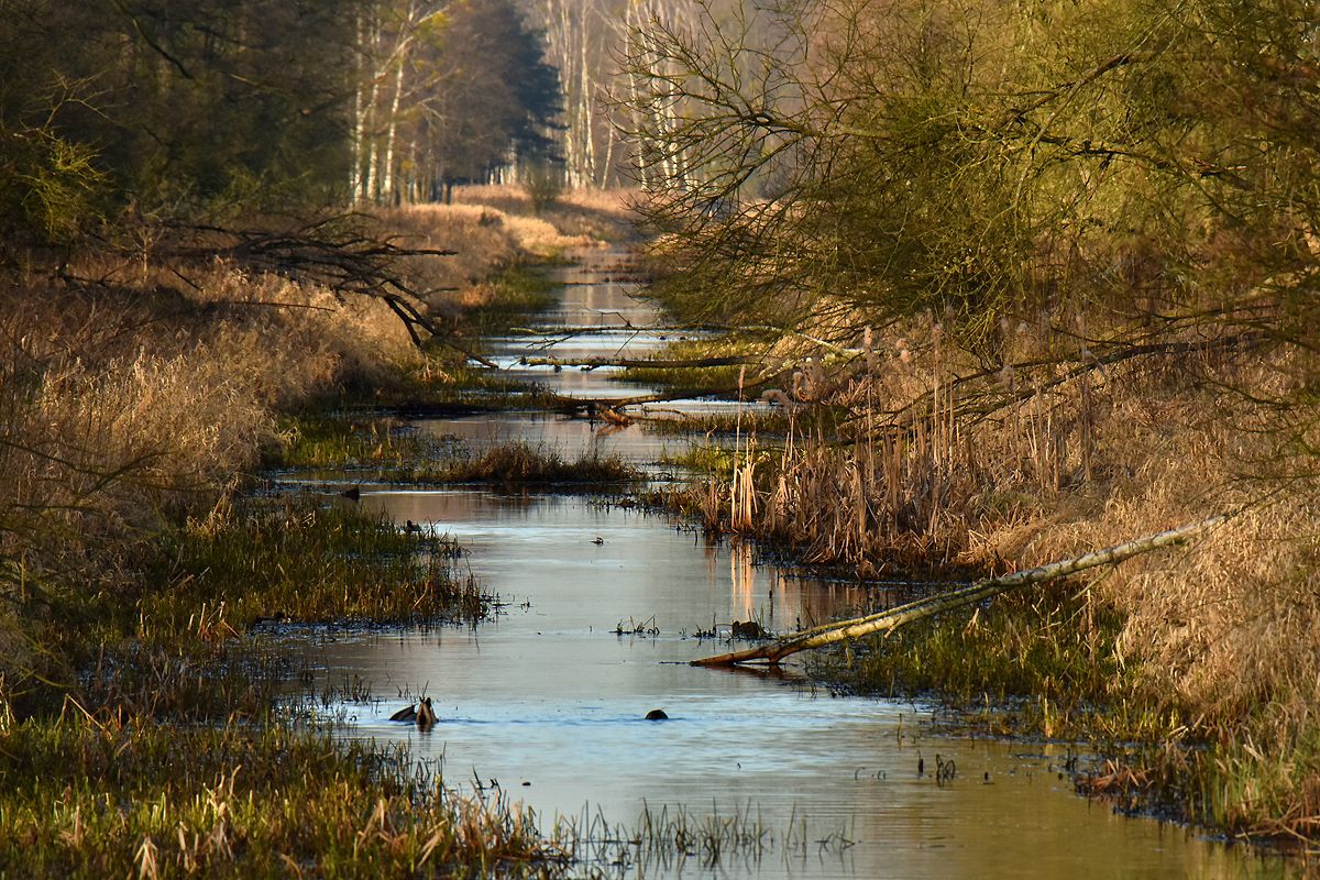 Kampinoski Park Narodowy zamknął na wakacje dwa popularne szlaki