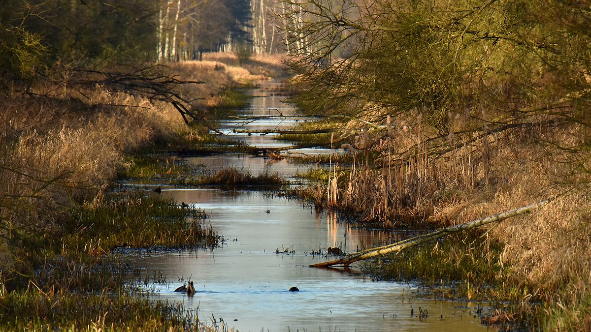 Kampinoski Park Narodowy zamknął na wakacje dwa popularne szlaki