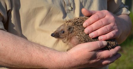 Śląskie. Były bezbronne, odzyskały wolność. Bezpieczne schronienie dla jeża MegaZwierza
