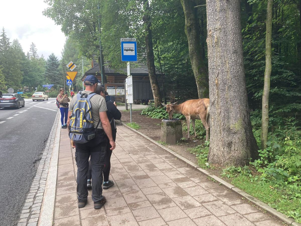 Jeleń przy rondzie św. Jana Pawła II w Zakopanem 