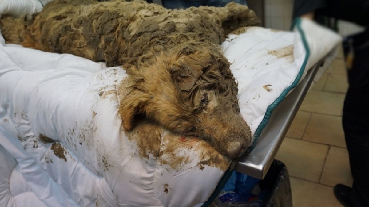 Pies przez przypadek został przysypany ziemią.