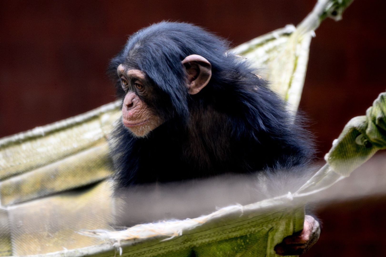 Mieszkańcy Gdańskiego Ogrodu Zoologicznego czekają na gości. W Dzień Dziecka wybierzcie się na spacer do zoo - mamy dla was przewodnik!