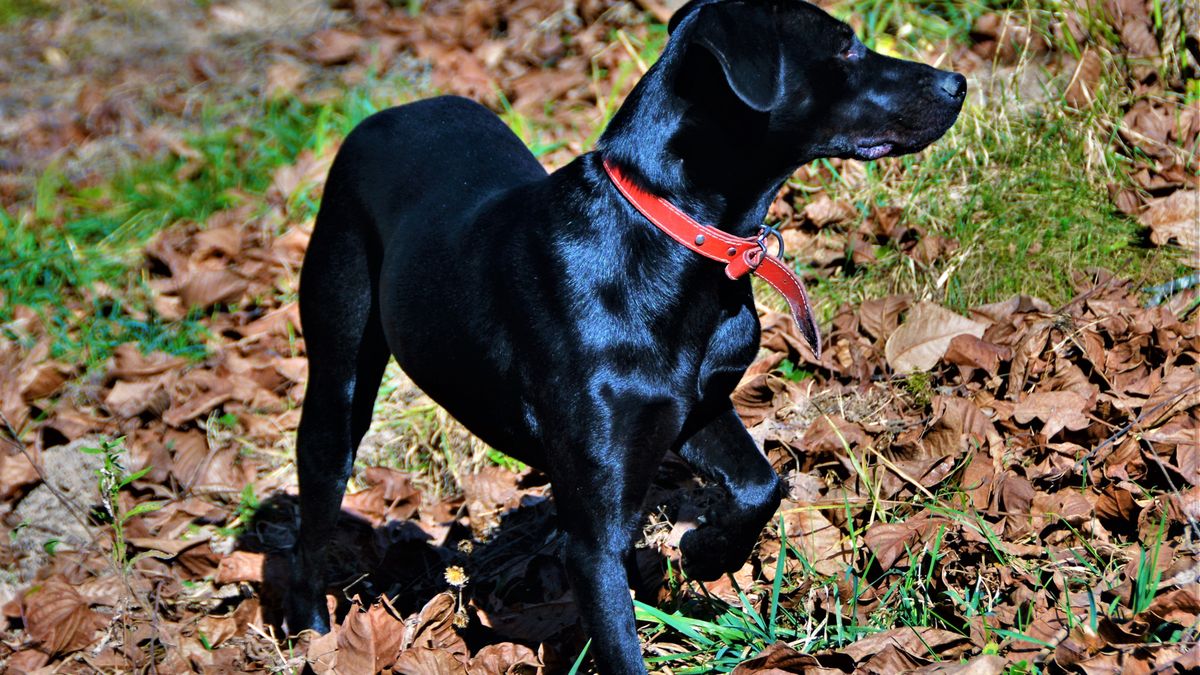 Instynkt łowiecki u psa