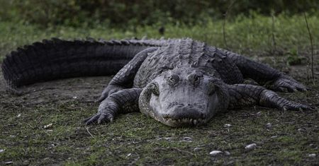 Kobieta zamarła. Myślała, że to włamywacze, a było jeszcze gorzej