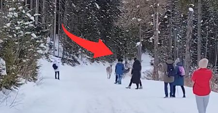 Niemal wpadły w turystów. Niesie się nagranie z Tatr