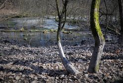 Wrocław. Wielkie sprzątanie Lasu Pilczyckiego. I niech już nie śmiecą