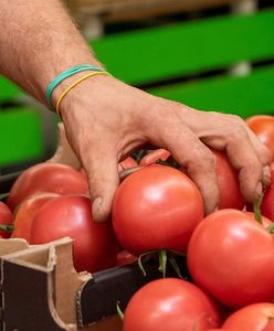 Załamanie na rynku pomidorów. Wszystko z tego powodu