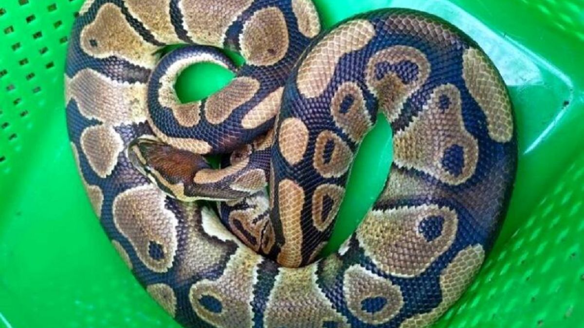 Strażnicy myśleli, że jadą do zaskrońca. Zastali...pytona królewskiego