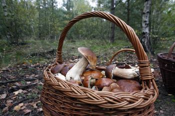 Mandat za grzybobranie? Tam zbieranie grzybów jest zabronione