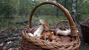 Mandat za grzybobranie? Tam zbieranie grzybów jest zabronione
