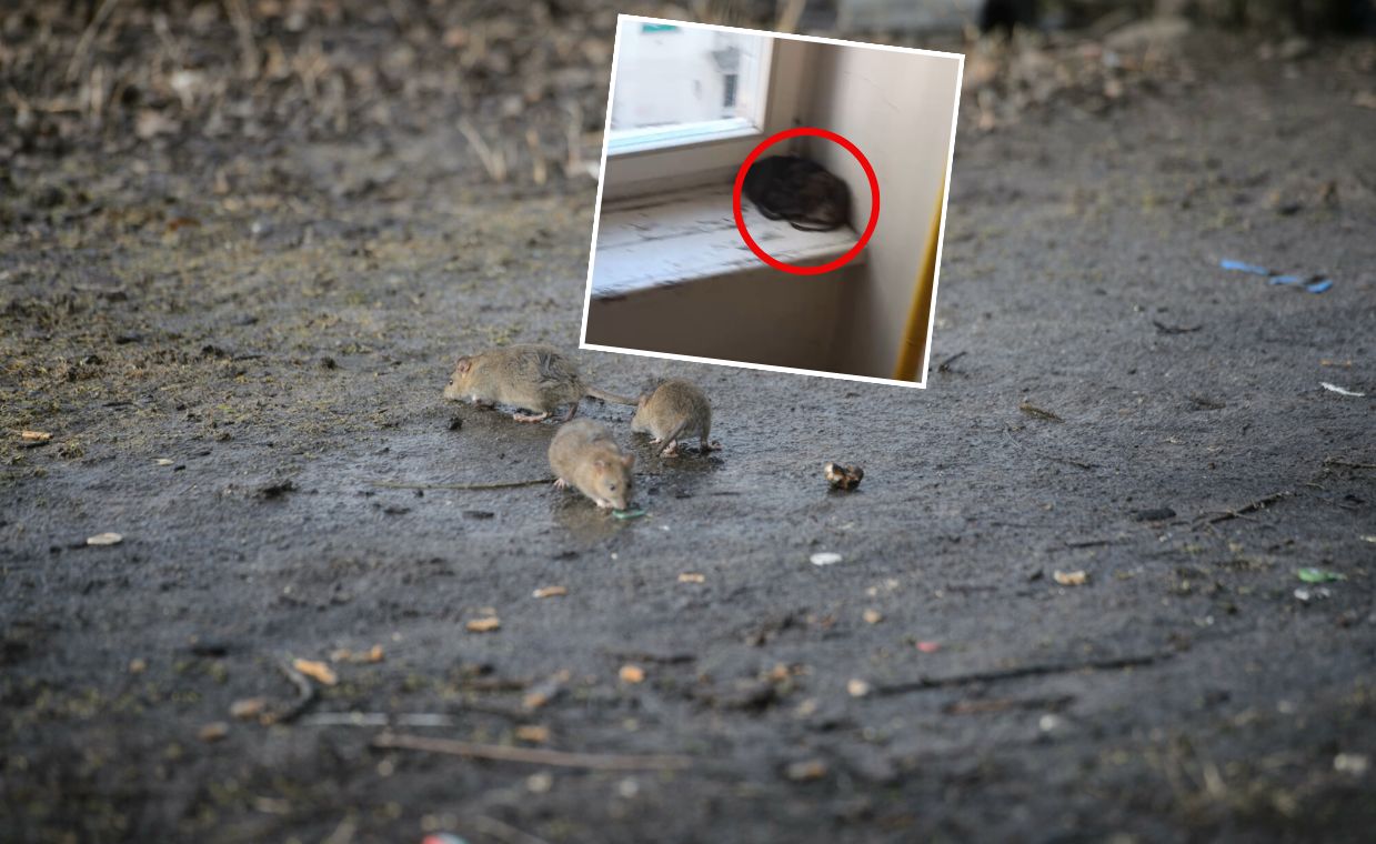 Koszmar w kamienicy w Warszawie. Mieszkańcy alarmują. Ogromne stada szczurów