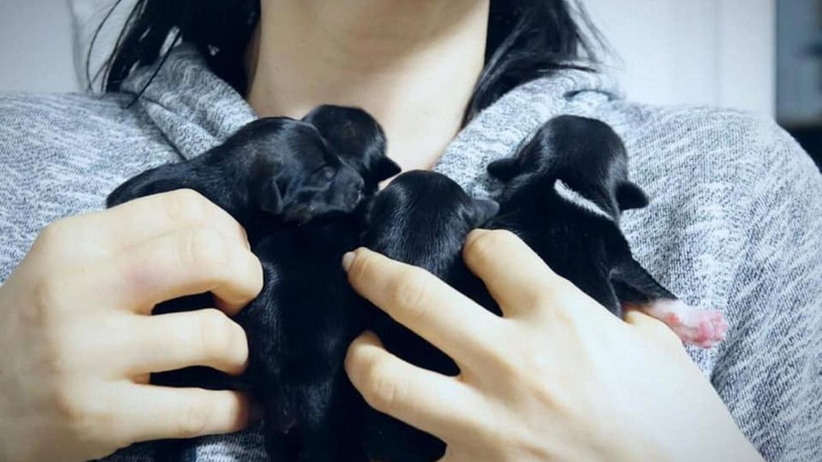 Ktoś wyrzucił psy na śmietnik.