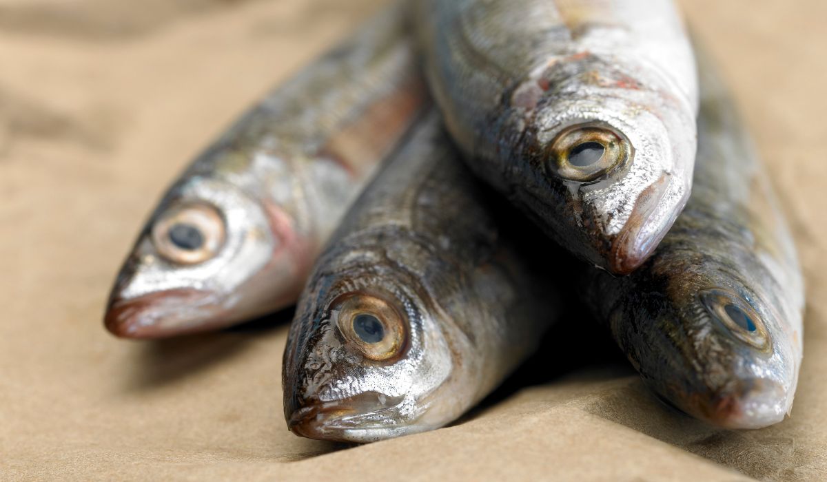 Szprotki - najzdrowsze ryby według Michała Wrzoska - Pyszności; foto: Canva