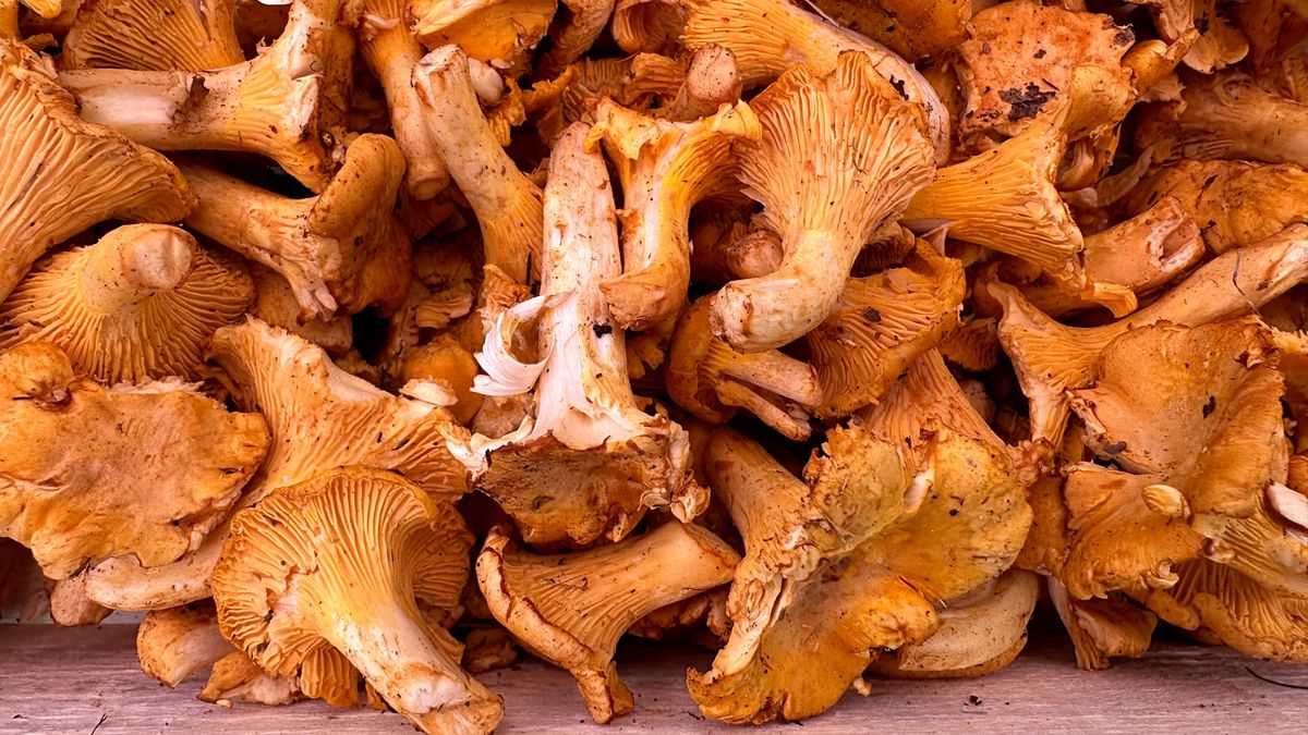 Kurki to sezonowy przysmak, który może wspierać trawienie.