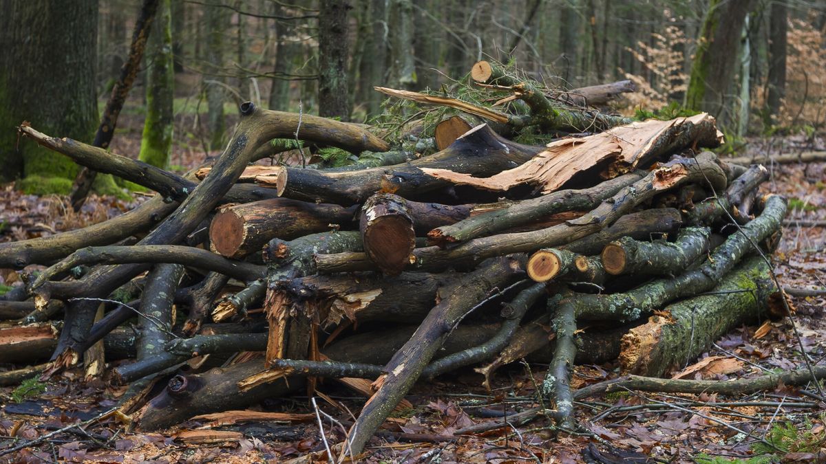 Lasów społecznych nie można wyciąć 