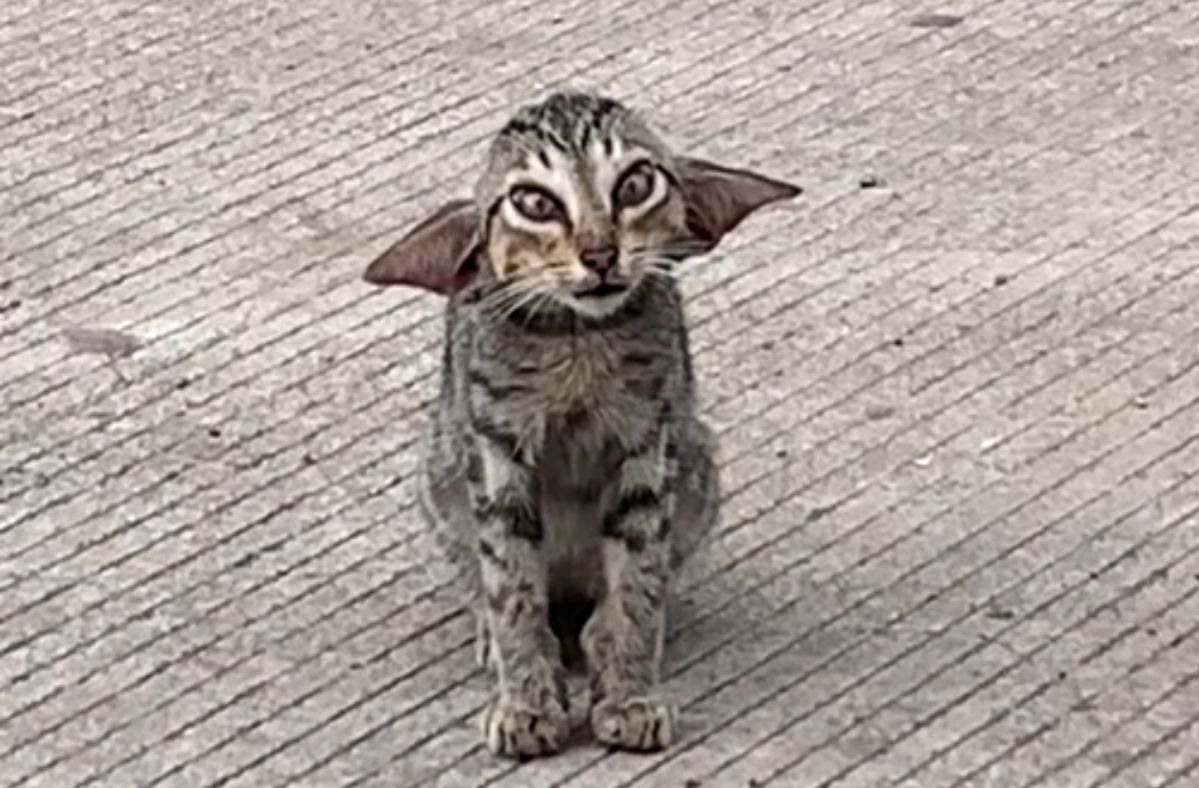 From stray to star: 'Ugliest' kitten resembling Dobby and Baby Yoda goes viral on TikTok