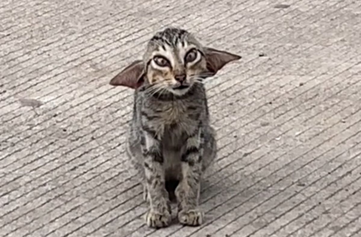 The kitten Zgredek has won the hearts of TikTok users.