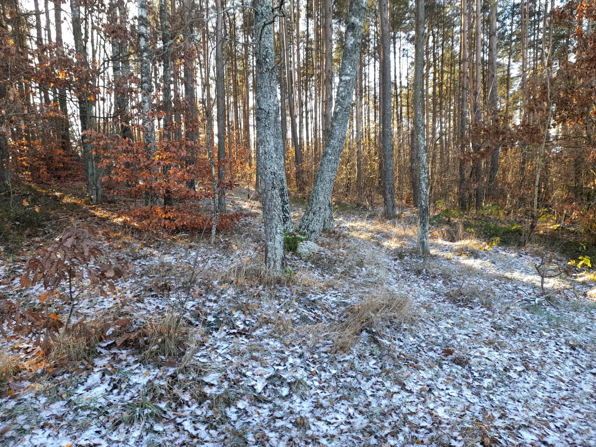 Zdjęcia z 20 listopada - wykonane na Kaszubach