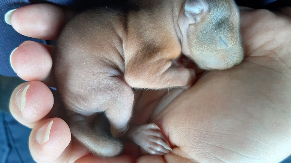 Niezwykłe zdjęcie małego oseska. Mieszkanka Warszawy myślała, że to piesek 1