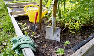 Jesteś miłośnikiem ogrodu? Sprawdź w krzyżówce, ile o nim wiesz