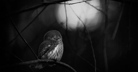 Poznaliśmy zwycięzców konkursu Wildlife Photographer of the Year 2016
