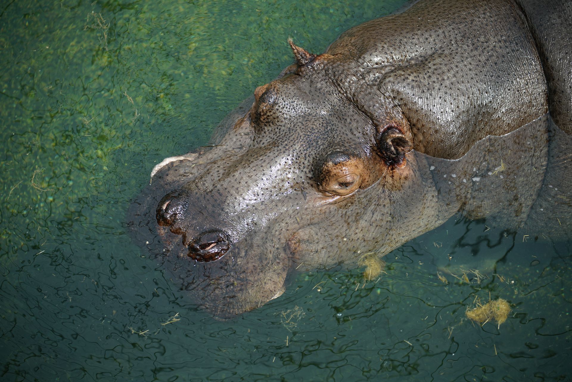 Sony FE 70–200 mm f/2.8 GM OSS - zdjęcia przykładowe z ZOO w Berlinie 17