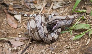 Turystka spędziła 7 nocy w dżungli pełnej węży. Koszmar 76-letniej emerytki
