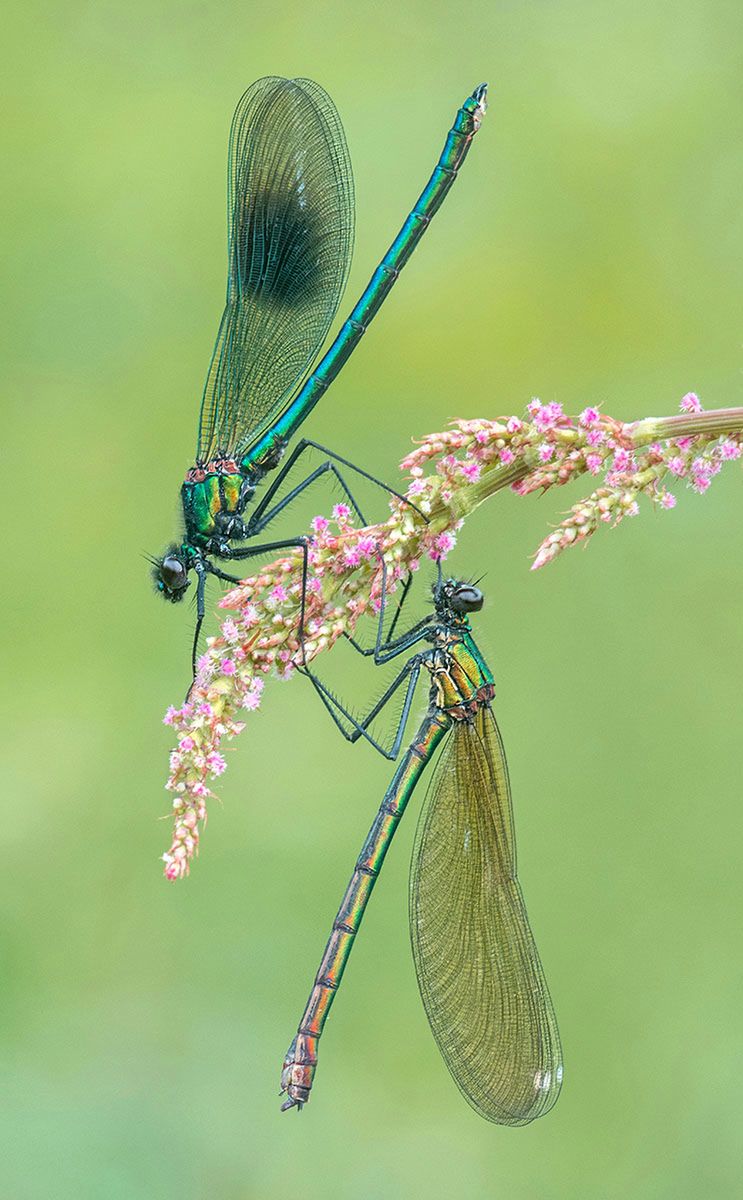 Macro Art Photo Project 2019, czyli najpiękniejsze ujęcia makro 12