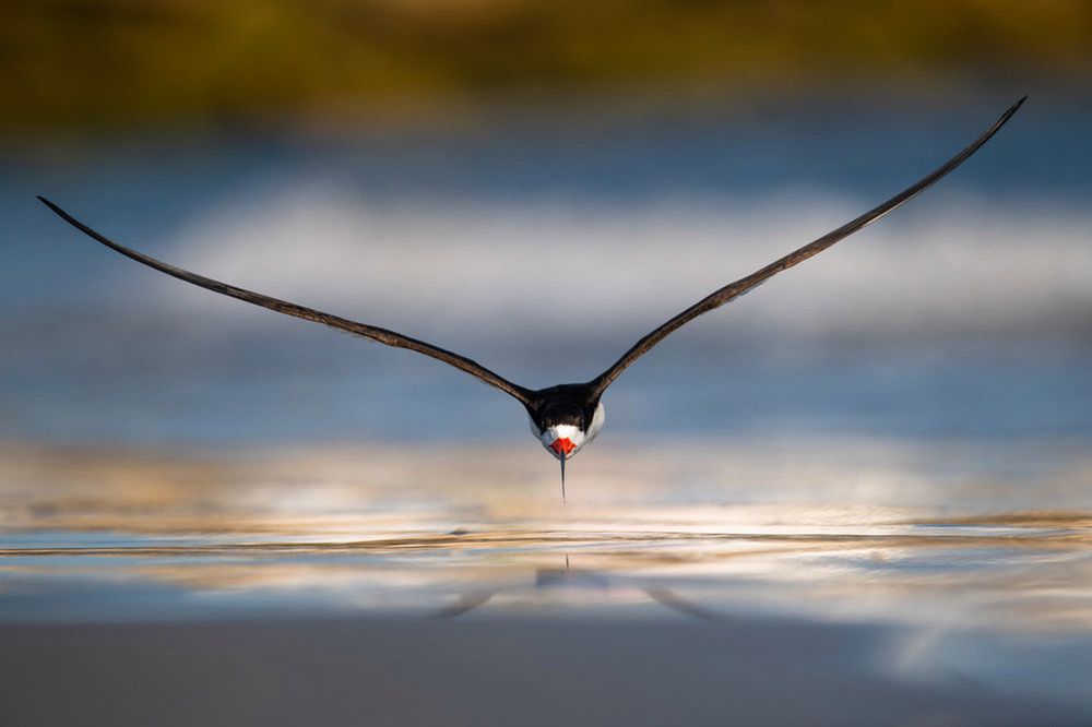 Bird Photography of the Year 2019: piękno ptaków w najlepszym wydaniu 5