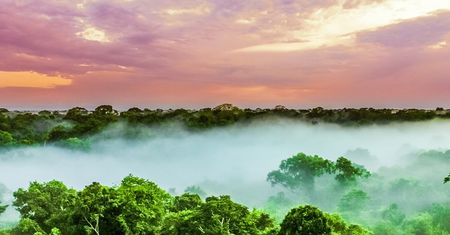 Amazonia - położenie, roślinność i klimat